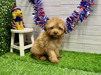 Newt, a male Poodle - Toy  for sale in Osage Beach, MO – 4 of 4