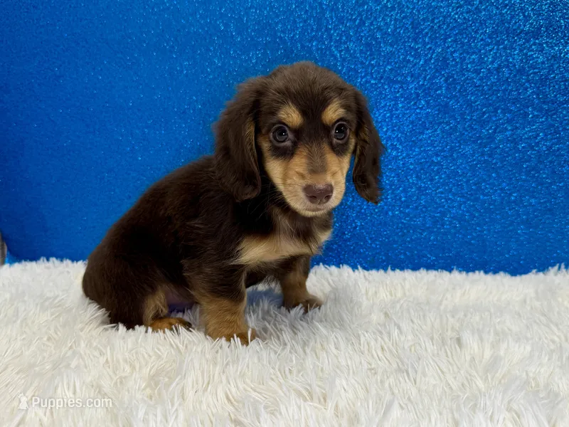 Solomon – Miniature Dachshund puppy for sale in Osage Beach, MO