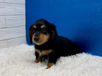 Pistol, a male Miniature Dachshund for sale in Osage Beach, MO – 4 of 4