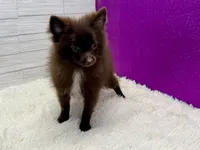 Vanessa , a female Pomeranian for sale in Osage Beach, MO – 4 of 4