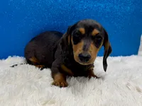 Will, a male Miniature Dachshund for sale in Osage Beach, MO – 6 of 8