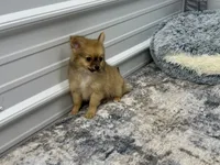 Clint, a male Chihuahua for sale in Osage Beach, MO – 2 of 8