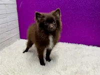 Vanessa , a female Pomeranian for sale in Osage Beach, MO – 3 of 4
