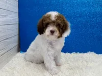 Ford, a male Poodle - Toy  for sale in Osage Beach, MO – 5 of 5