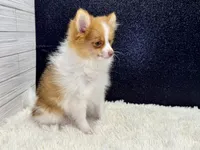 Victor, a male Pomeranian for sale in Osage Beach, MO – 2 of 3