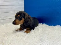 Will, a male Miniature Dachshund for sale in Osage Beach, MO – 2 of 8