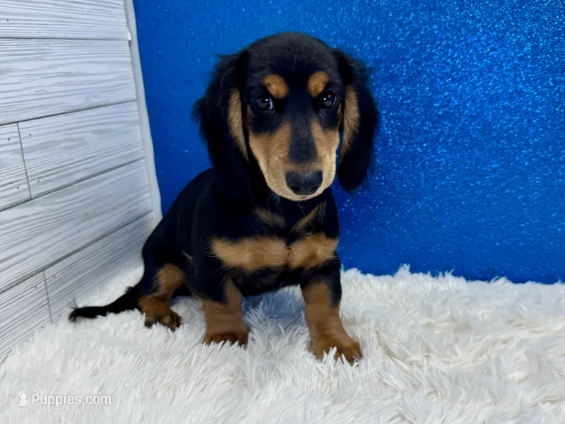 Sturgis – Miniature Dachshund puppy for sale in Osage Beach, MO