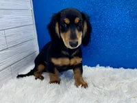 Sturgis, a male Miniature Dachshund for sale in Osage Beach, MO – 1 of 8