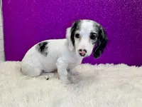 Sansel, a female Miniature Dachshund for sale in Osage Beach, MO – 6 of 6