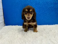 Solomon, a male Miniature Dachshund for sale in Osage Beach, MO – 2 of 4