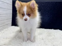 Victor, a male Pomeranian for sale in Osage Beach, MO – 3 of 3