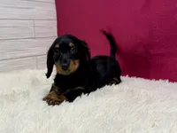 Phoebe, a female Miniature Dachshund for sale in Osage Beach, MO – 1 of 3