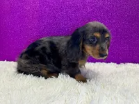 Wisty, a female Miniature Dachshund for sale in Osage Beach, MO – 2 of 4