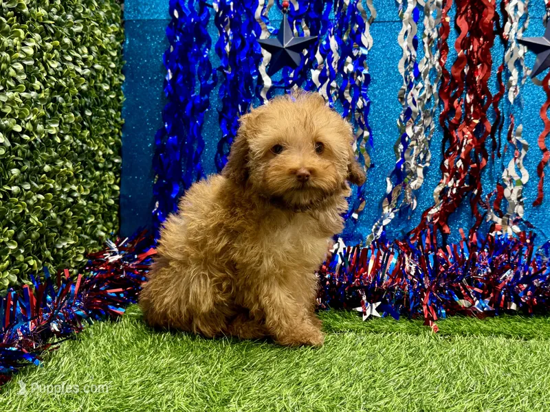 Newt – Poodle - Toy  puppy for sale in Osage Beach, MO