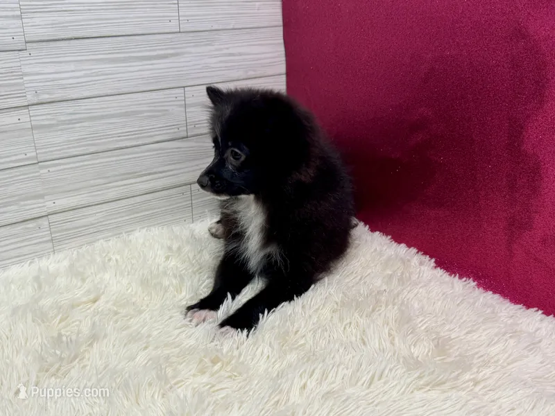 Aimee – Pomeranian puppy for sale in Osage Beach, MO
