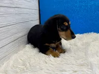 Sturgis, a male Miniature Dachshund for sale in Osage Beach, MO – 4 of 4