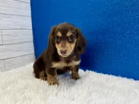 Solomon, a male Miniature Dachshund for sale in Osage Beach, MO – 3 of 4