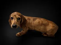 Jack, a male Miniature Dachshund for sale in Osage Beach, MO – 2 of 3
