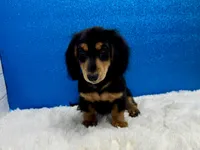 Sturgis, a male Miniature Dachshund for sale in Osage Beach, MO – 6 of 8