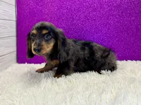 Wisty, a female Miniature Dachshund for sale in Osage Beach, MO – 3 of 4