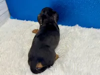 Will, a male Miniature Dachshund for sale in Osage Beach, MO – 5 of 8