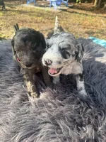 Browny, a female Goldendoodle and Sheepadoodle for sale in Fort Lauderdale, FL – Photo 2 of 3