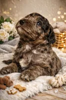 Browny, a female Goldendoodle and Sheepadoodle for sale in Fort Lauderdale, FL – Photo 1 of 3