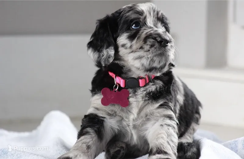 Marly-ready to go 🏡  – Shepadoodle puppy for sale in Fort Lauderdale, FL