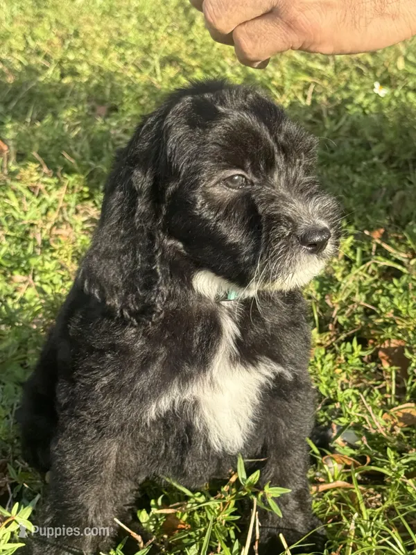 ready to go home  – Sheepadoodle puppy for sale in Fort Lauderdale, FL