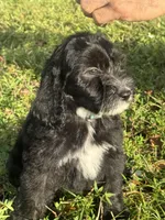 ready to go home , a female Sheepadoodle for sale in Fort Lauderdale, FL – Photo 1 of 5
