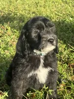 ready to go home , a female Sheepadoodle for sale in Fort Lauderdale, FL – Photo 4 of 5