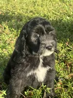 ready to go home , a female Sheepadoodle for sale in Fort Lauderdale, FL – Photo 5 of 5