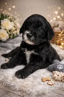 ready to go home , a female Sheepadoodle for sale in Fort Lauderdale, FL – Photo 3 of 5