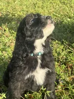 ready to go home , a female Sheepadoodle for sale in Fort Lauderdale, FL – Photo 2 of 5
