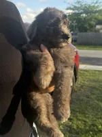 Ready to Go Home , a female Sheepadoodle for sale in Fort Lauderdale, FL – Photo 3 of 3
