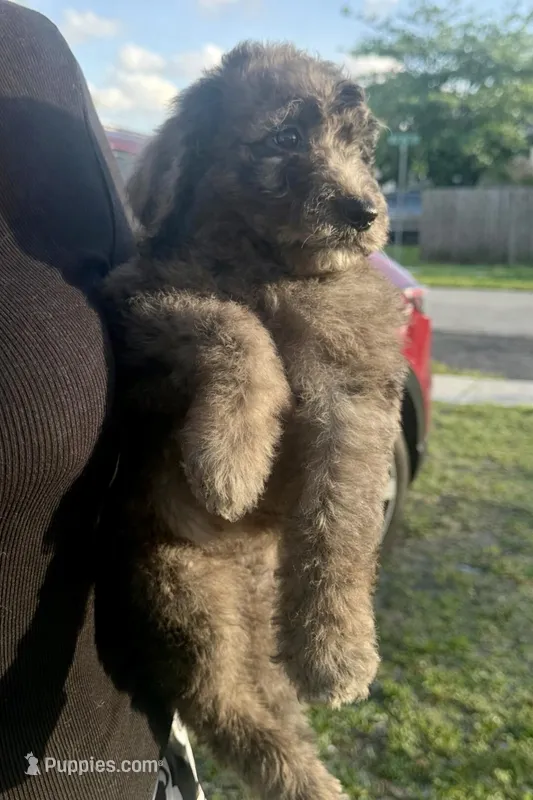 Ready to Go Home  – Sheepadoodle puppy for sale in Fort Lauderdale, FL