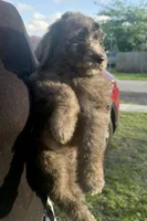Ready to Go Home , a female Sheepadoodle for sale in Fort Lauderdale, FL – Photo 1 of 3