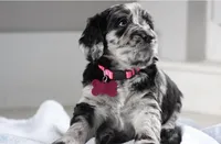 Ready to Go Home , a female Sheepadoodle for sale in Fort Lauderdale, FL – Photo 2 of 3