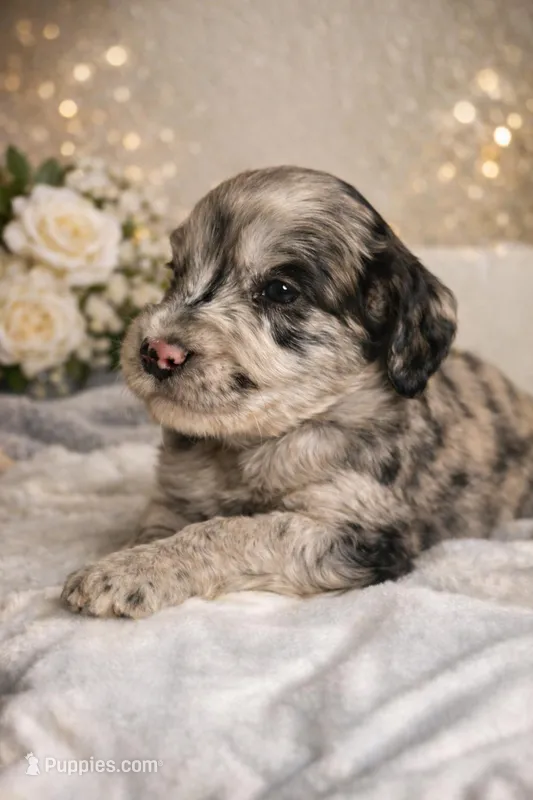 Marly – Sheepadoodle puppy for sale in Fort Lauderdale, FL