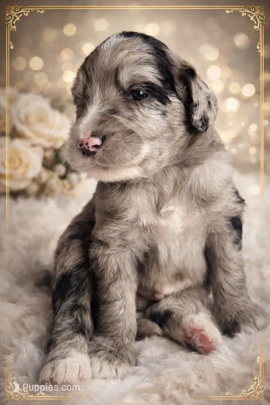 Aldo – Sheepadoodle puppy for sale in Fort Lauderdale, FL
