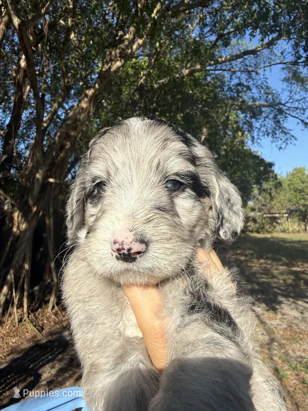 Aldo – Sheepadoodle puppy for sale in Fort Lauderdale, FL