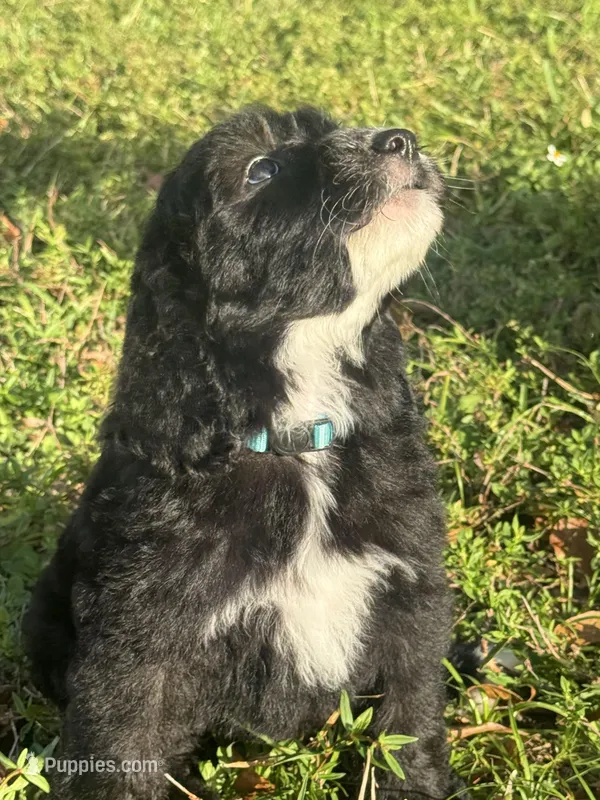 Ready to go home  – Goldendoodle, Sheepadoodle puppy for sale in Fort Lauderdale, FL