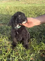 Ready to go home , a male Goldendoodle and Sheepadoodle for sale in Fort Lauderdale, FL – Photo 2 of 2