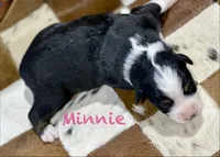 Minnie, a female Australian Shepherd for sale in Chapman, KS – 3 of 3