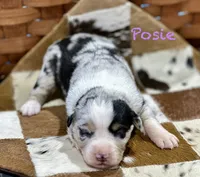 Posie, a female Australian Shepherd for sale in Chapman, KS – 1 of 3