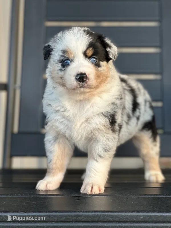 Posie – Australian Shepherd puppy on hold in Chapman, KS
