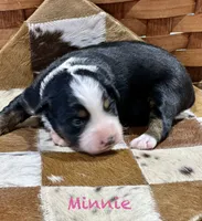 Minnie, a female Australian Shepherd for sale in Chapman, KS – 2 of 3