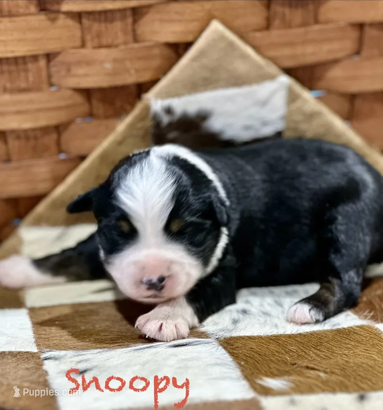 Snoopy – Australian Shepherd puppy for sale in Chapman, KS