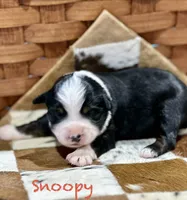 Snoopy, a male Australian Shepherd for sale in Chapman, KS – 1 of 3