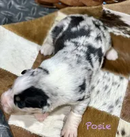 Posie, a female Australian Shepherd for sale in Chapman, KS – 3 of 3